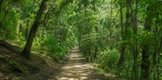 진주 가좌산 대나무숲길 3.3km, 대숲·차나무·편백 이어지는 1시간30분 숲코스 진주 가좌산 대나무숲길 데크 산책로