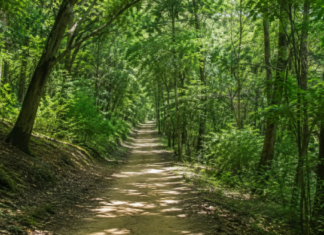진주 가좌산 대나무숲길 3.3km, 대숲·차나무·편백 이어지는 1시간30분 숲코스 진주 가좌산 대나무숲길 데크 산책로