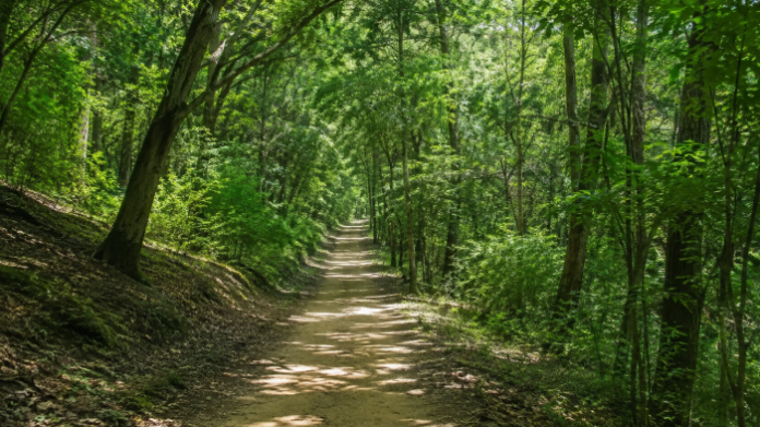 jinju-gajwasan-bamboo-forest-trail-main 진주 가좌산 대나무숲길 데크 산책로
