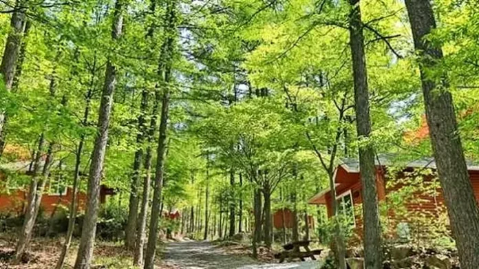 joryeongsan-recreation-forest-cabin-trail 울창한 숲 사이 숙박동과 산책길이 이어지는 괴산 조령산자연휴양림