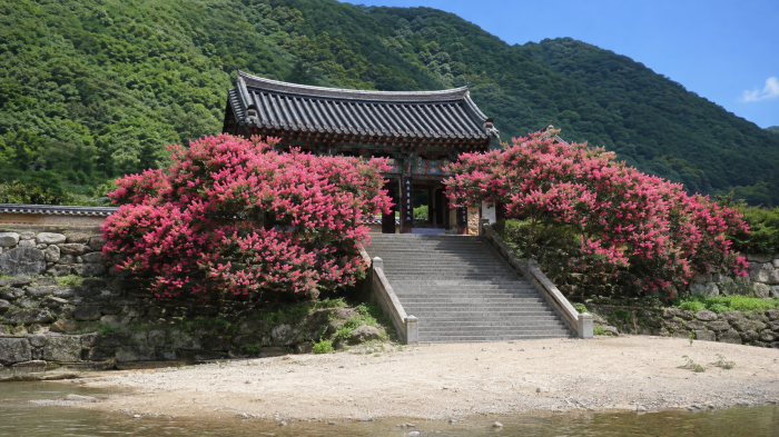 배롱나무가 핀 밀양 반계정 여름 풍경
