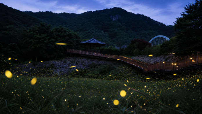 muju-firefly-habitat-night 무주 산골 반딧불이 서식지의 여름밤 풍경