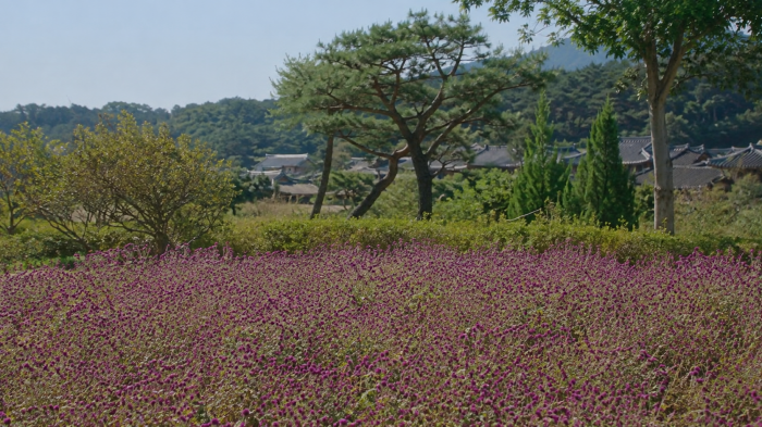 영주 무섬마을 주변 계절 꽃밭과 전통가옥 풍경