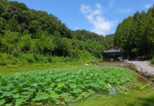 옥천 화인산림욕장 연꽃 연못과 본관 전경