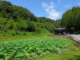옥천 화인산림욕장 연꽃 연못과 본관 전경