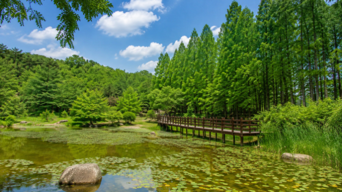 osan-mulhyanggi-arboretum-summer-pond-main 오산 물향기수목원 수생식물원과 메타세쿼이아 숲길의 여름 풍경
