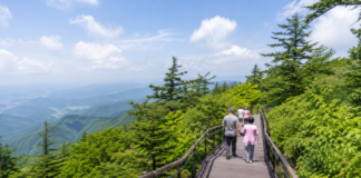 평창 발왕산 천년주목숲길 여름 데크 산책로