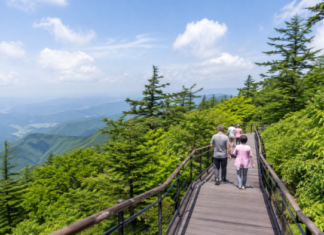 평창 발왕산 천년주목숲길 여름 데크 산책로