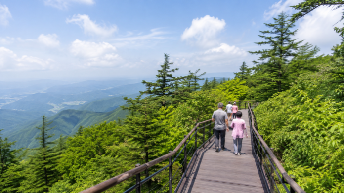 pyeongchang-balwangsan-jumok-trail-summer 평창 발왕산 천년주목숲길 여름 데크 산책로