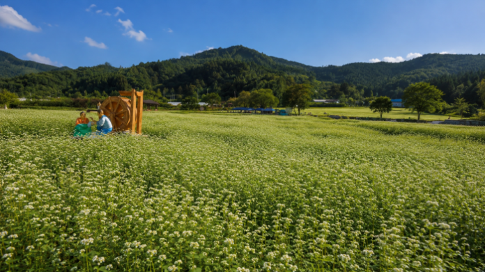 pyeongchang-bongpyeong-buckwheat-field 평창 봉평 메밀꽃밭과 산자락이 이어지는 초가을 풍경