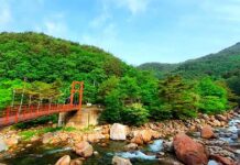 지리산 계곡을 3.5km 걷는다…‘10도나 낮은 온도의 서늘한 산청 대원사계곡길 산청 대원사계곡의 여름 숲과 계곡을 가로지르는 탐방교 전경