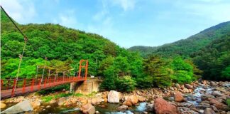 산청 대원사계곡의 여름 숲과 계곡을 가로지르는 탐방교 전경