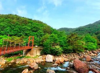 지리산 계곡을 3.5km 걷는다…‘10도나 낮은 온도의 서늘한 산청 대원사계곡길 산청 대원사계곡의 여름 숲과 계곡을 가로지르는 탐방교 전경