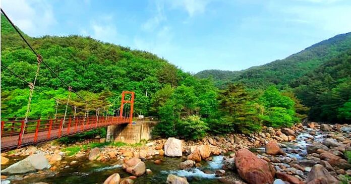 산청 대원사계곡의 여름 숲과 계곡을 가로지르는 탐방교 전경