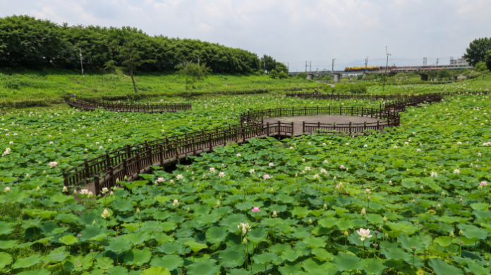 sejong-jocheon-lotus-park-train 세종 조천연꽃공원 연꽃밭과 지나가는 기차