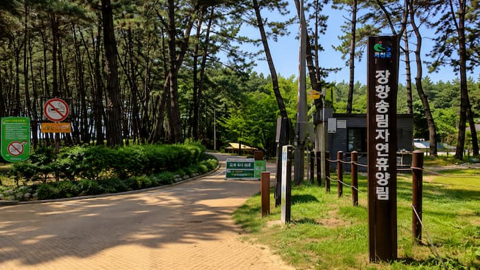 서천 장항송림자연휴양림 입구와 해송숲 진입로