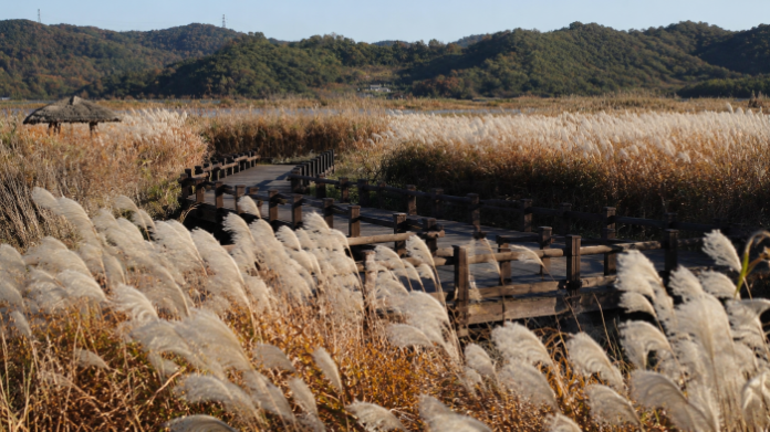 seocheon-sinseongri-reed-field-autumn-boardwalk 충남 서천 신성리 갈대밭 가을 갈대와 목재 산책로
