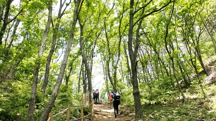 울창한 나무 사이로 등산객이 걷는 서산 황금산 숲길