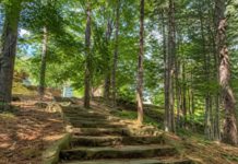 영주 소백산 비로사 탐방로, 삼가동서 2.1km 숲길 따라 천년고찰까지 걷는다 소백산 비로사 탐방로 울창한 여름 숲길과 돌계단