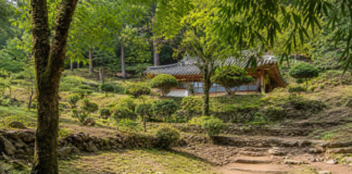 순천 송광사 불일암으로 이어지는 무소유길 대숲