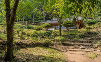송광사 경내를 다 봤다면 길은 그때부터 시작된다…불일암까지 이어지는 법정스님 무소유길 순천 송광사 불일암으로 이어지는 무소유길 대숲