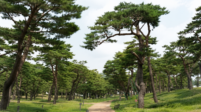 수원 노송지대 굽은 노송과 완만한 흙길