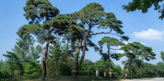 수원 노송지대, 정조가 심은 200년 노송 아래 맥문동이 피는 역사 숲길 수원 노송지대 옛길을 따라 늘어선 수령 200년 이상의 노송