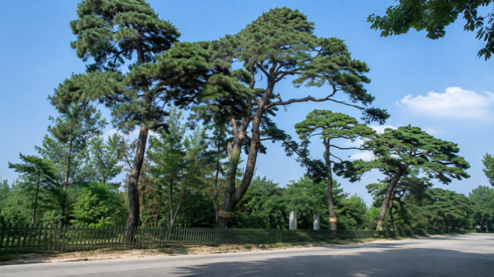 수원 노송지대 옛길을 따라 늘어선 수령 200년 이상의 노송