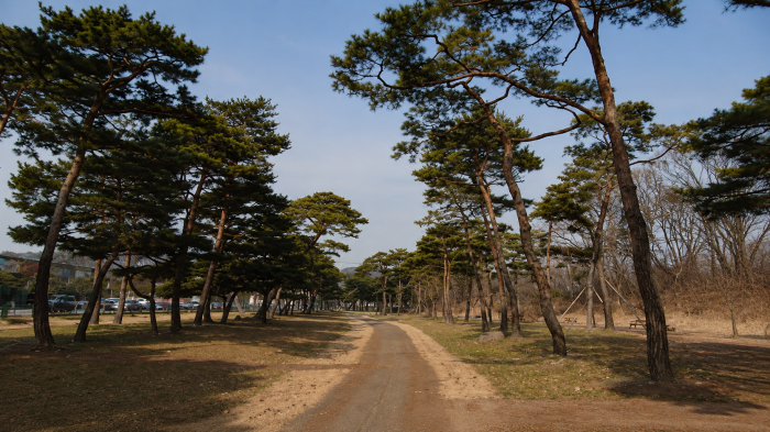 수원 노송지대 소나무 숲 사이로 이어지는 옛길