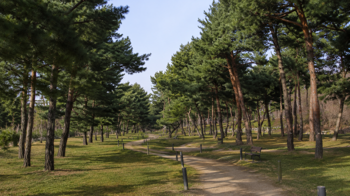 수원 노송지대 벤치와 소나무 그늘 산책길