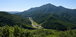 울창한 숲과 계곡이 이어지는 태백산국립공원 여름 전경