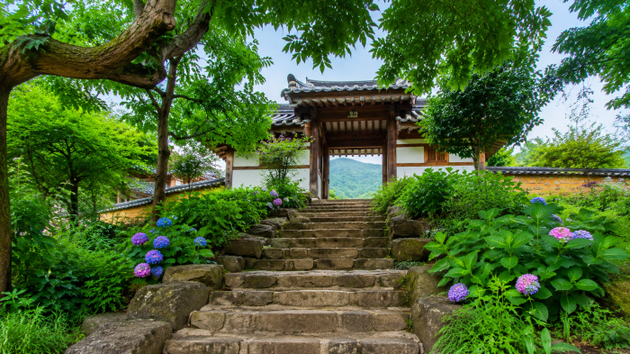 완주 오성한옥마을 한옥 대문과 여름 수국