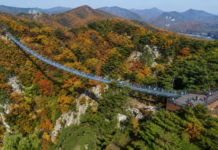 원주 소금산 그랜드밸리, 972m 케이블카로 오르는 출렁다리 절벽 코스 원주 소금산 그랜드밸리 출렁다리와 가을 산세