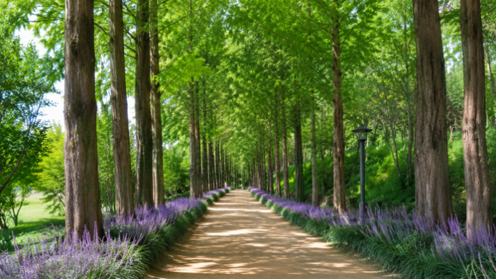 yeongcheon-uroji-metasequoia-maekmundong-trail 영천 우로지자연숲 메타세쿼이아와 보랏빛 맥문동 숲길