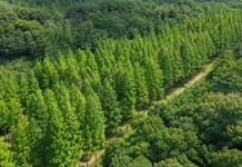 영덕 벌영리 메타세쿼이아숲, 개인이 20년 넘게 만든 20만 평 숲…지금도 무료로 열린다 경북 영덕 벌영리 메타세쿼이아숲을 내려다본 항공 전경