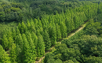 경북 영덕 벌영리 메타세쿼이아숲을 내려다본 항공 전경