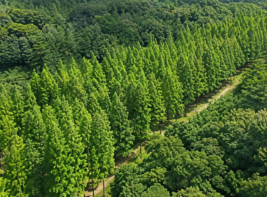 경북 영덕 벌영리 메타세쿼이아숲을 내려다본 항공 전경