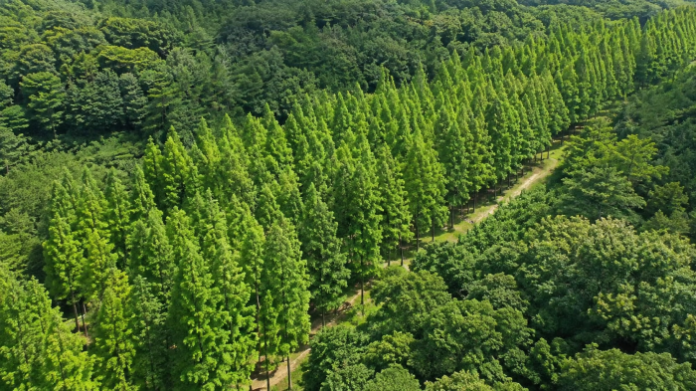 yeongdeok-beoryeongri-metasequoia-forest-aerial 경북 영덕 벌영리 메타세쿼이아숲을 내려다본 항공 전경