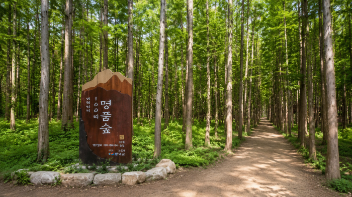 영덕 벌영리 메타세쿼이아숲 명품숲 안내와 흙길