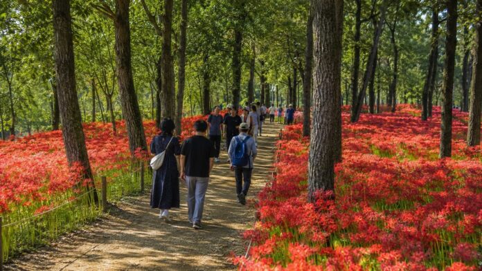 yeonggwang-bulgapsan-spider-lily-forest-hero 영광 불갑산 숲 아래 붉게 만개한 꽃무릇 군락과 산책길