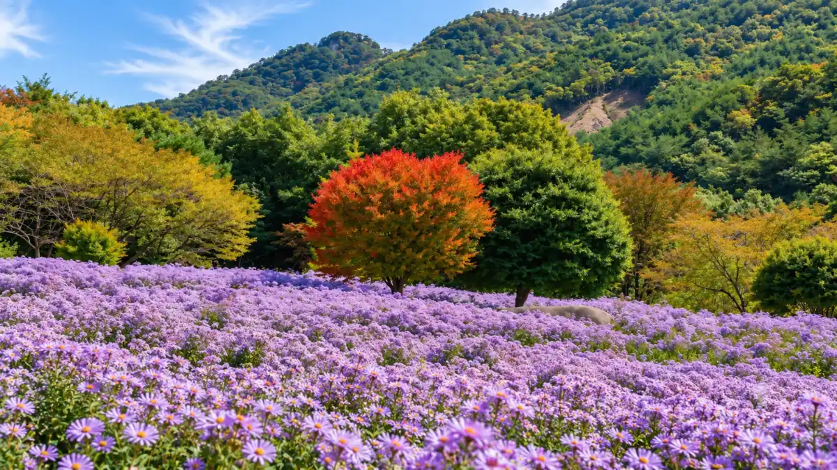 연보랏빛 개미취 꽃밭 가운데 물든 단풍나무와 뒤편 산세