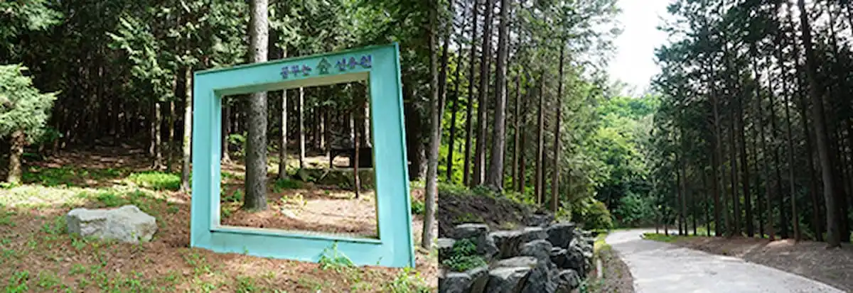 보성 꿈꾸는 숲 선유원의 편백숲과 산책길