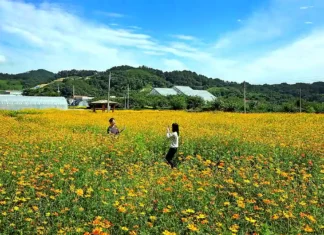 축제가 빠져나간 자리, 5900평 주황빛 파도만 남았다… 괴산 동진천 황화코스모스 괴산 농업기술센터 뒤 동진천변에 1만9548㎡ 규모로 만개한 황화코스모스 꽃밭에서 사진을 남기는 방문객들