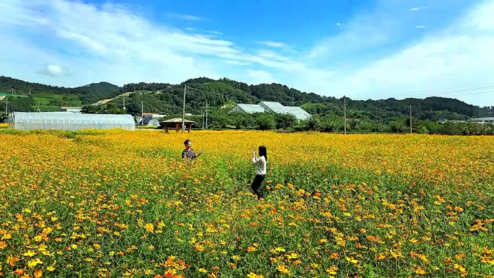 괴산 동진천 황화코스모스 전경 괴산 농업기술센터 뒤 동진천변에 1만9548㎡ 규모로 만개한 황화코스모스 꽃밭에서 사진을 남기는 방문객들