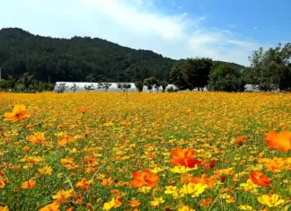 남산 가을 산책, 서울 한복판에서 걷는 단풍길과 전망 코스