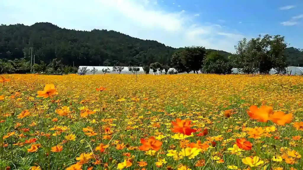 산등성이와 푸른 하늘 아래 동진천변을 가득 채운 황화코스모스 원경