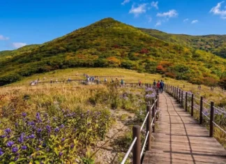 점봉산 곰배령, 10월 31일 지나면 입산 통제… 5만 평 가을 화원 예약은 450명+450명 가을 야생화와 억새 사이 데크길이 이어지는 점봉산 곰배령 정상부