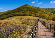 “10월 31일 지나면 빗장 잠급니다”… 하루 딱 450명, 5만 평 ‘보랏빛 천상화원’의 비밀 보랏빛 가을 야생화와 억새 사이로 데크길이 이어지는 점봉산 곰배령