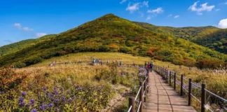 “10월 31일 지나면 빗장 잠급니다”… 하루 딱 450명, 5만 평 ‘보랏빛 천상화원’의 비밀 보랏빛 가을 야생화와 억새 사이로 데크길이 이어지는 점봉산 곰배령