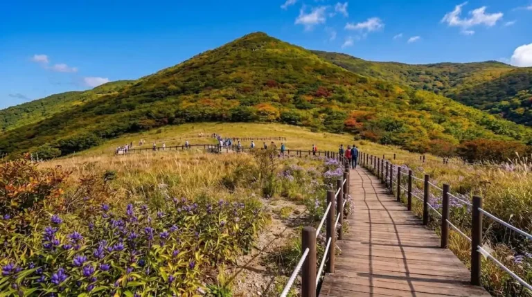 점봉산 곰배령, 10월 31일 지나면 입산 통제… 5만 평 가을 화원 예약은 450명+450명